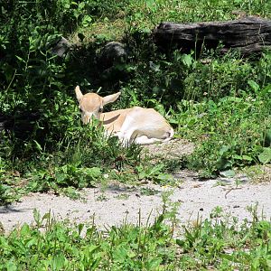 3 Day Old Addax Calf