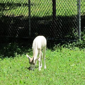 Addax Calf