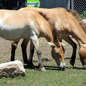 Mongolian Wild Horse