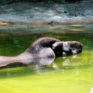 Brazilian Tapir