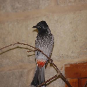 Red-vented Bulbul