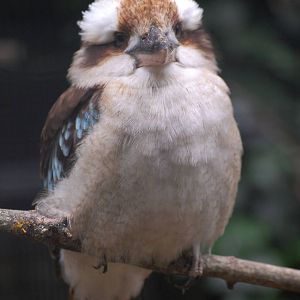 Blue-winged Kookaburra