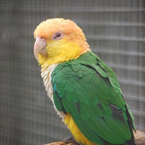 White-belly caique