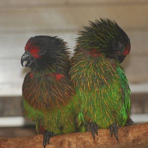 Yellow-streaked lory