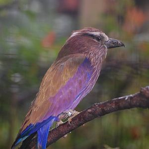 Rufous-crowned roller