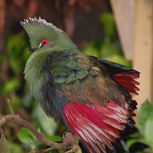 Emin's turaco