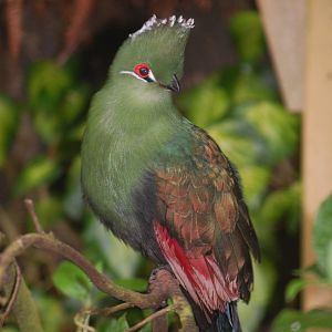 Emin's turaco