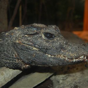 Dwarf crocodile