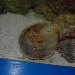 Horseshoe Crab