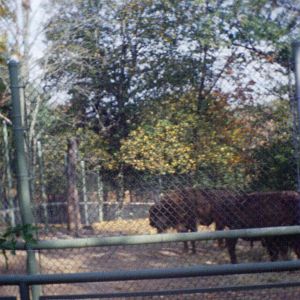 Wisent