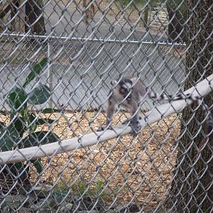 Adirondack animal land