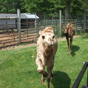 Adirondack animal land