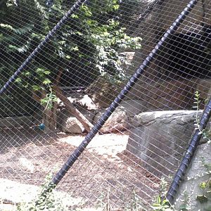 Night Hunters- Siberian Lynx exhibit