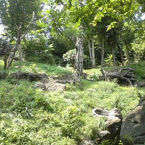 Jungle Trails- Sumatran Orangutan exhibit