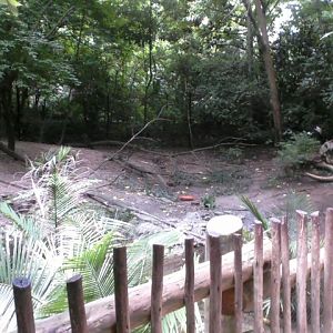 Jungle Trails- Part of Mixed Species exhibit