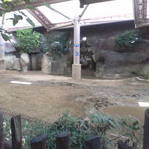 Wildlife Canyon- 1 of 2 Sumatran Rhino exhibts