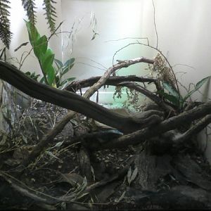 Reptile House- Blue Tree Monitor exhibit