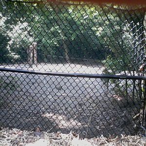 Wildlife Canyon- Empty exhibit next to the Sumatran Rhino exhibit