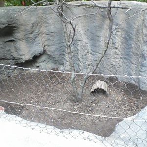 Children's Zoo- Armadillo Rotation exhibit