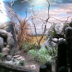 Wings of the World- Grasslands