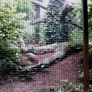 Wolf Woods- Mixed Species aviary