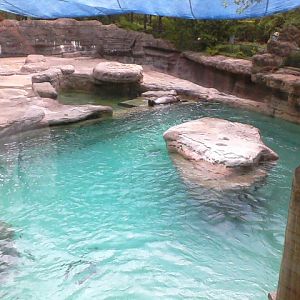 Second Viewing of the California Sea Lion exhibit