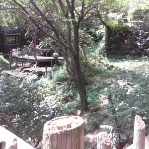 Siegfried & Roy's White Lions of Timbavati- White African Lion exhibit