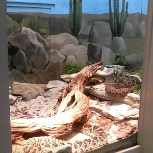 Reptile House- Mexican West Coast Rattlesnake exhibit