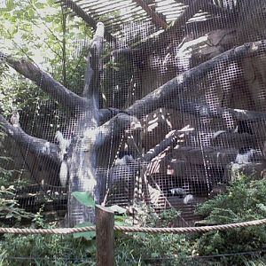 Gorilla World- Eastern Black and Black-and-White Colobus exhibit