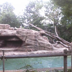 Side of Monkey Island, America's first bar-less monkey exhibit