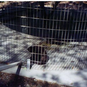 Adirondack animal land 90s