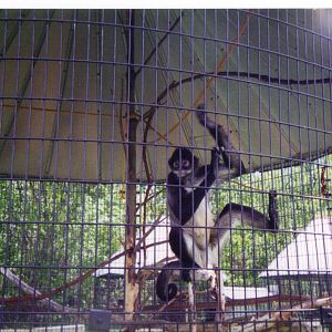 Adirondack animal land 90s