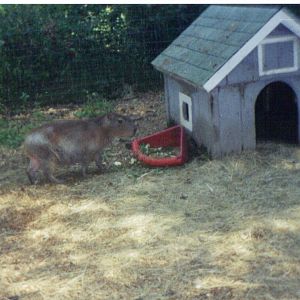 Adirondack animal land 90s