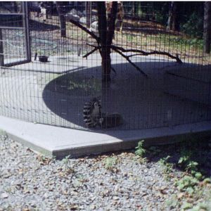 Adirondack animal land 90s