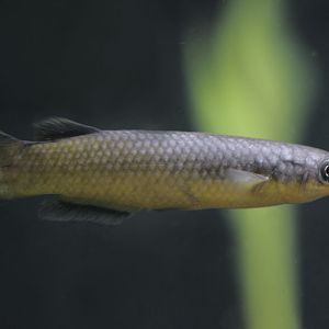 Malagasy killifish - Pachypanchax sakaramyi