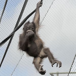 Iznee Bornean orang utan