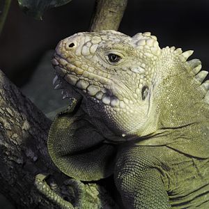 Lesser Antillean iguana