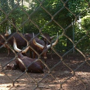 Ankole