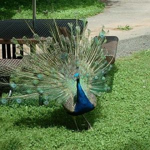peacock