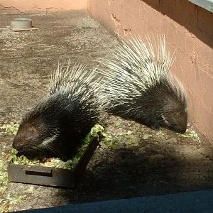 Porcupines