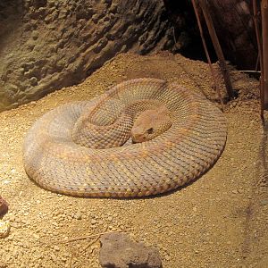 Aruba Island Rattlensnake