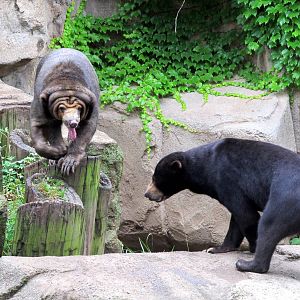 Sun Bears