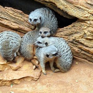 Meerkats