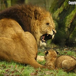 African Lion Male puts his cub in it's place