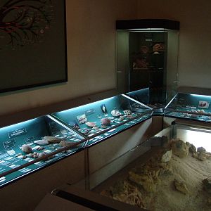 Conchology Room - Museum Displays at Vasco da Gama Aquarium, 25/05/11