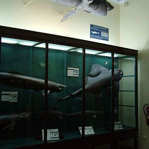 Sharks - Museum Displays at Vasco da Gama Aquarium, 25/05/11