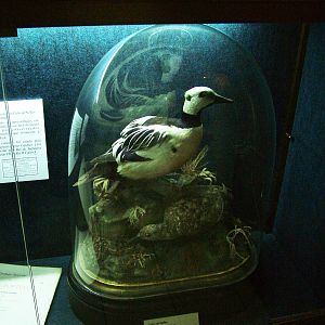 Steller's Eider - Museum Displays at Vasco da Gama Aquarium, 25/05/11