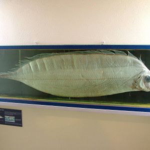 Dealfish - Museum Displays at Vasco da Gama Aquarium, 25/05/11