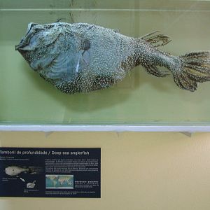 Kroyer's Deep-sea Anglerfish - Museum Displays at Vasco da Gama Aquarium, 2