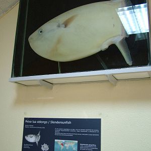 Slender Sunfish - Museum Displays at Vasco da Gama Aquarium, 25/05/11